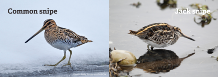 snipe jack common between wading birds difference tell similar